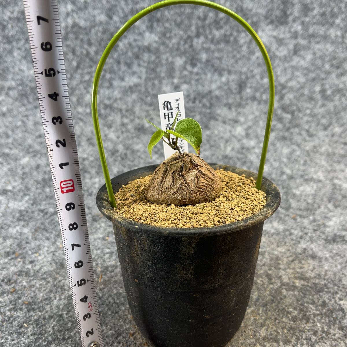 【鉢ごと発送】アフリカ型・亀甲竜 / Dioscorea elephantipes / 3号鉢 / 塊根・多肉植物【現品】 24-3-29-11_画像9