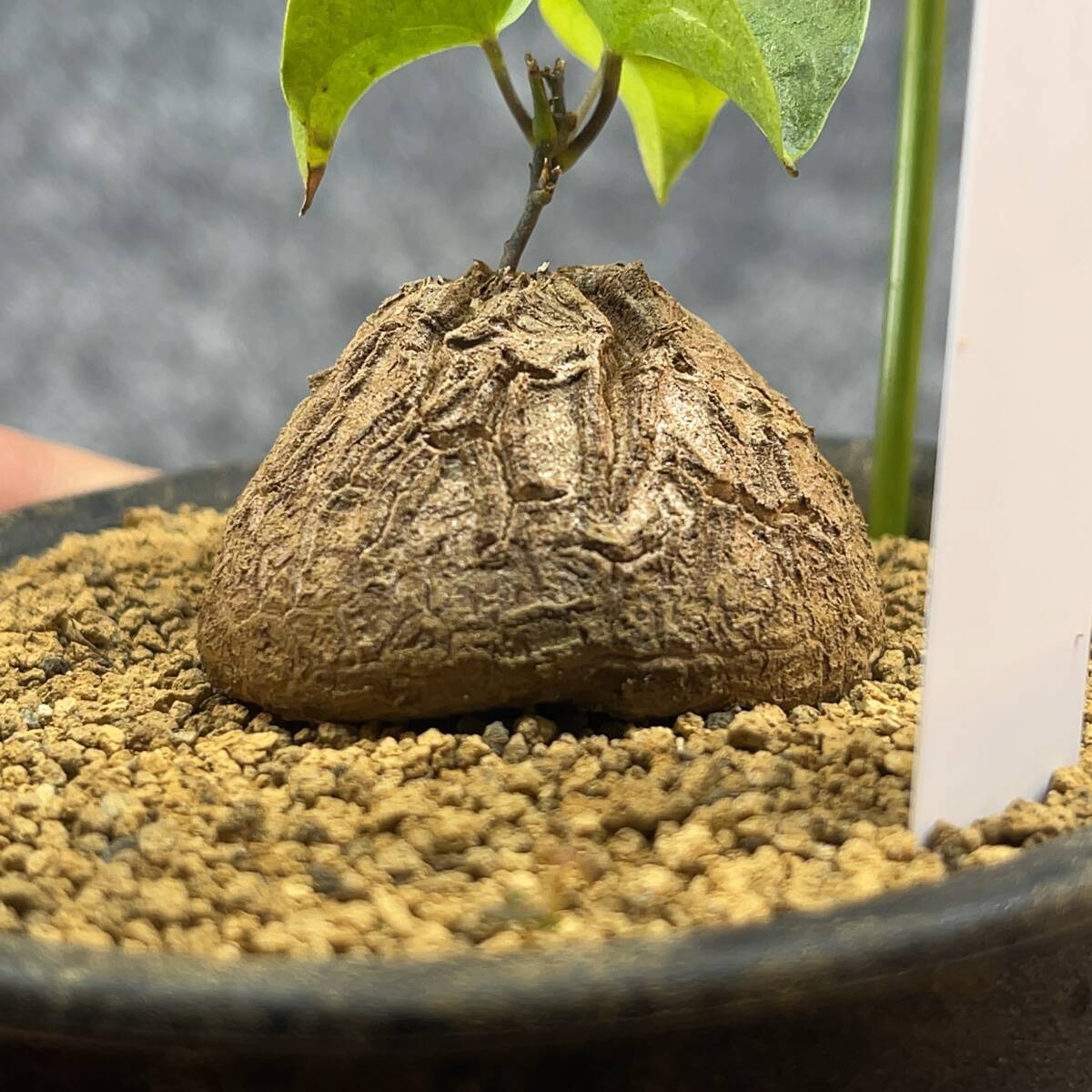 【鉢ごと発送】アフリカ型・亀甲竜 / Dioscorea elephantipes / 3号鉢 / 塊根・多肉植物【現品】 24-3-29-11_画像3