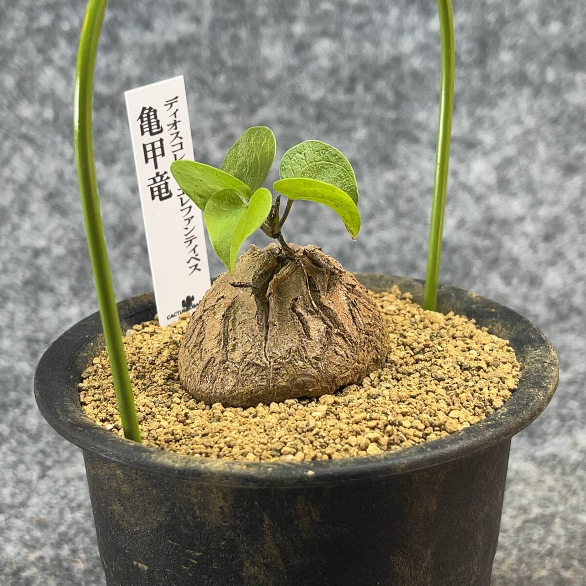 【鉢ごと発送】アフリカ型・亀甲竜 / Dioscorea elephantipes / 3号鉢 / 塊根・多肉植物【現品】 24-3-29-11_画像6