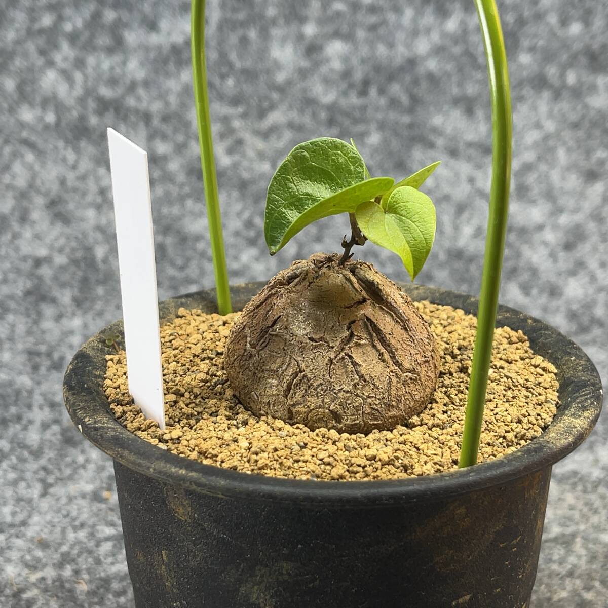 【鉢ごと発送】アフリカ型・亀甲竜 / Dioscorea elephantipes / 3号鉢 / 塊根・多肉植物【現品】 24-3-29-11_画像7