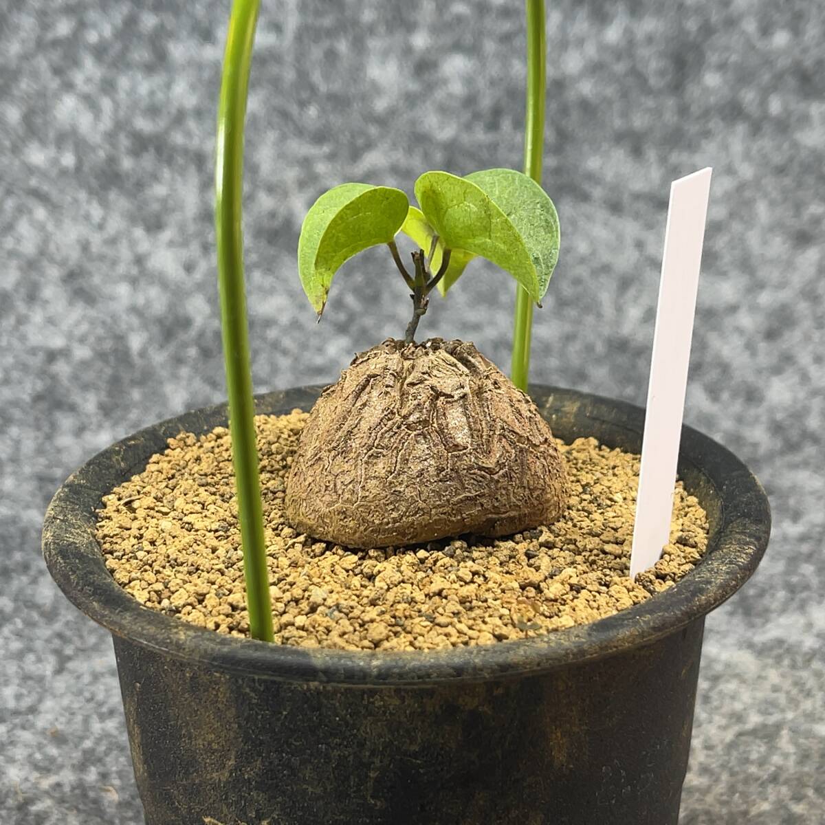 【鉢ごと発送】アフリカ型・亀甲竜 / Dioscorea elephantipes / 3号鉢 / 塊根・多肉植物【現品】 24-3-29-11_画像8