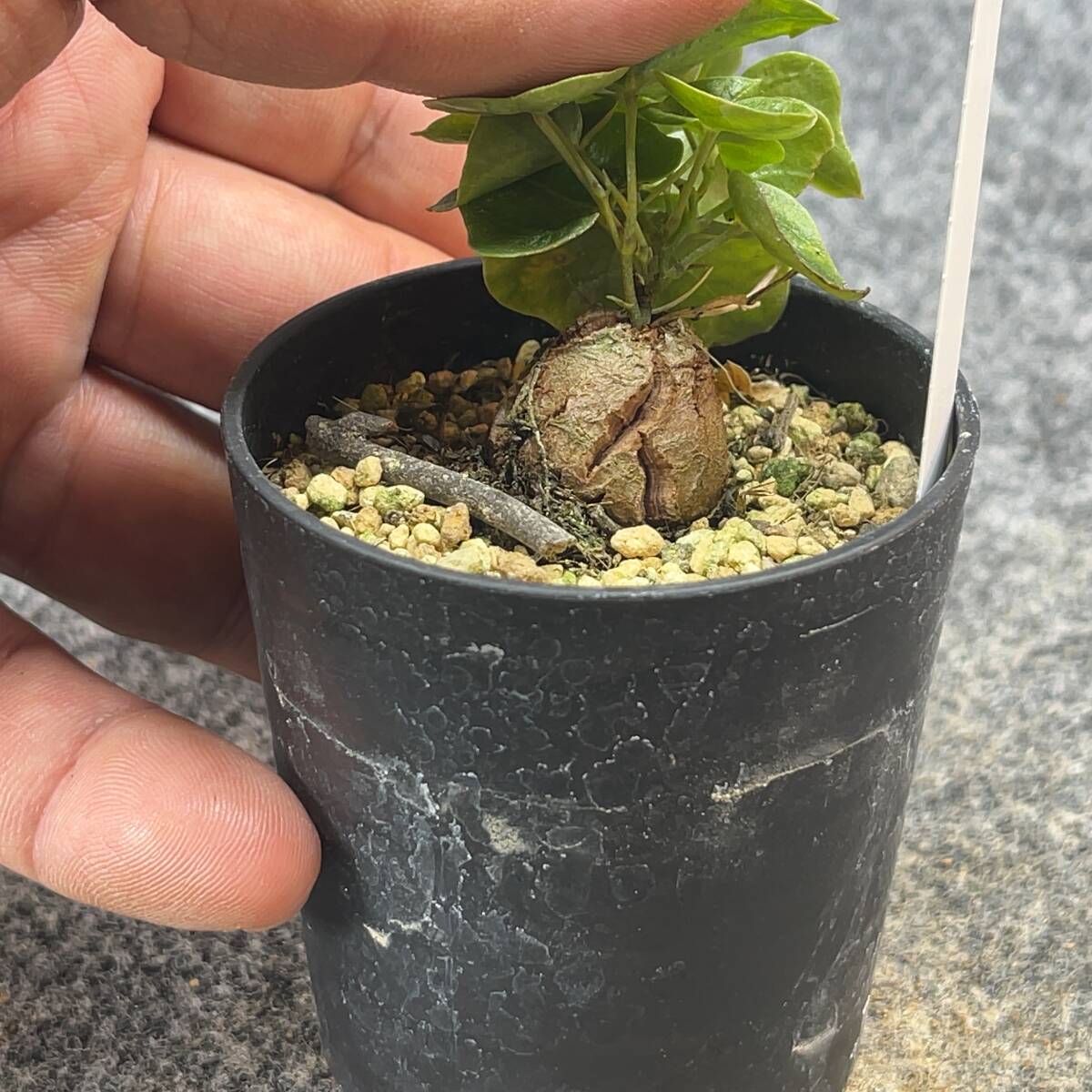 【鉢ごと発送】アフリカ型 亀甲竜 / Dioscorea elephantipes / 2.5号鉢 / 塊根・多肉植物【現品】 24-3-29-20_画像7