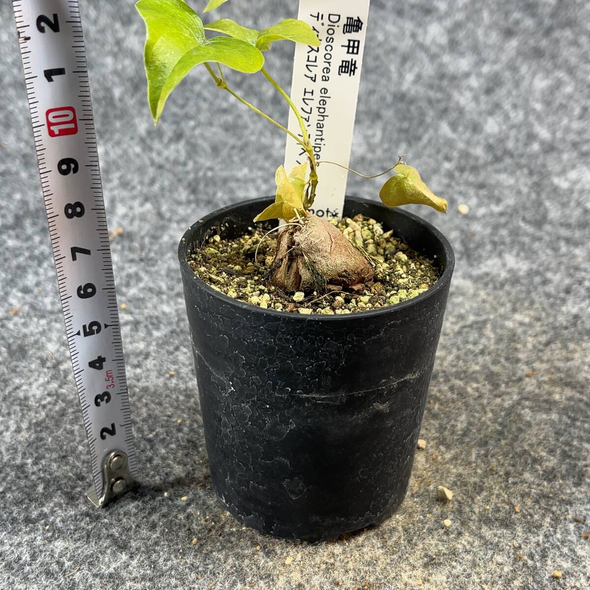 【鉢ごと発送】アフリカ型 亀甲竜 / Dioscorea elephantipes / 2.5号鉢 / 塊根・多肉植物【現品】 24-3-29-23_画像8