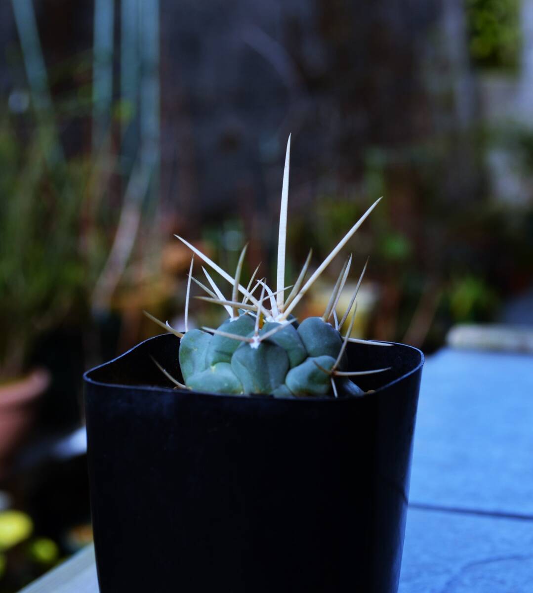 ★多肉植物★サボテン★テロカクタス【Thelocactus hexaedrophorus v.lloydii】超長強白刺/鶴武者・実生・2.5号スリット・Φ4.4・現品_画像4