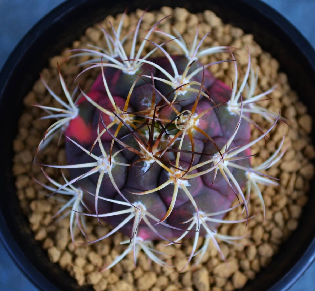 ★多肉植物★サボテン★ギムノカリキウム【Gymnocalycium pflanzii var.albipulpa f.variegata】天紫丸錦/実生・特赤A・3.0号・Φ4.8・現品_画像6