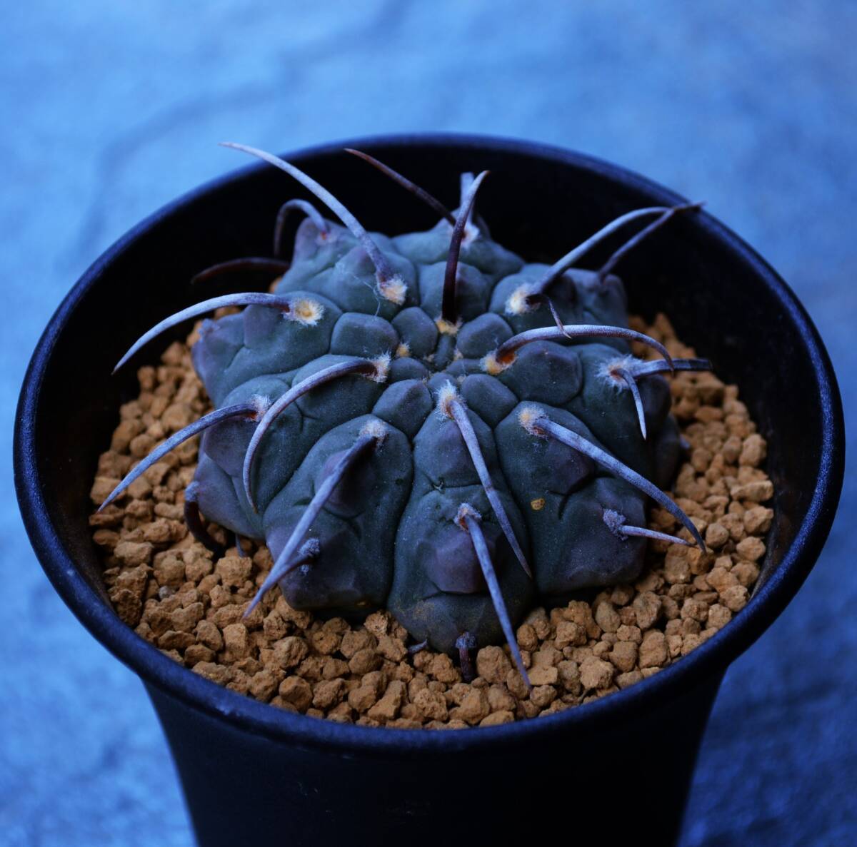 ★多肉植物★サボテン★ギムノカリキウム【Gymnocalycium super vatteri 】一本刺亀甲スーパーバッテリー・実生・希少・3.0号・Φ5.8・現品_画像3