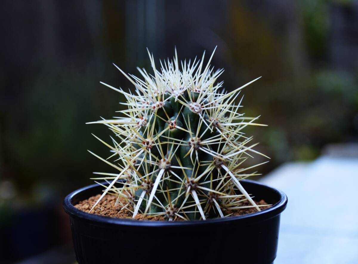 ★多肉植物★サボテン★Machaerocereus/Stenocereus eruca【入鹿】【強刺親からのカキ仔】『creeping devil cactus』３号・珍奇種・現品の画像5