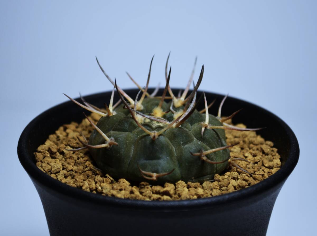 ★多肉植物★サボテン★ギムノカリキウム【Gymnocalycium ochoterenae var.varispinum】武勲丸・バリスピナム/実生/長太刺/3号/Φ4.5・現品_画像4