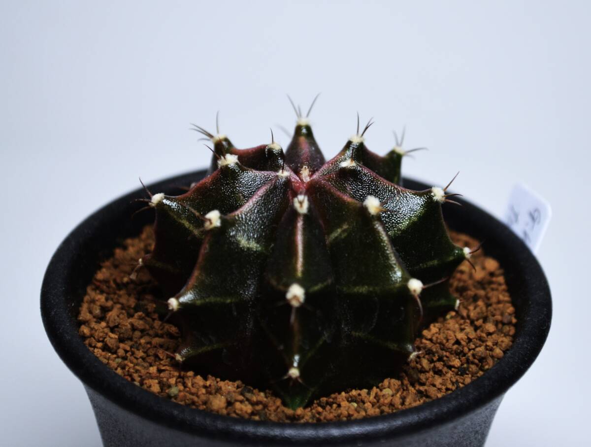 ★多肉植物★サボテン★ギムノカリキウム【Gymnocalycium mihanovichii var.friedrichii】国内実生・緋牡丹錦・2.5号・Φ4.4・現品_画像7