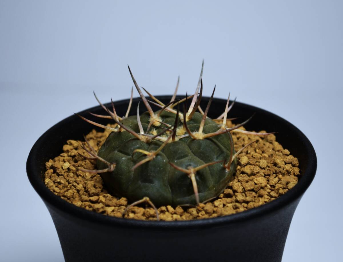 ★多肉植物★サボテン★ギムノカリキウム【Gymnocalycium ochoterenae var.varispinum】武勲丸・バリスピナム/実生/長太刺/3号/Φ4.5・現品_画像6