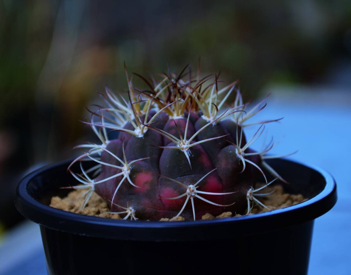 ★多肉植物★サボテン★ギムノカリキウム【Gymnocalycium pflanzii var.albipulpa f.variegata】天紫丸錦/実生・特赤A・3.0号・Φ4.8・現品_画像8