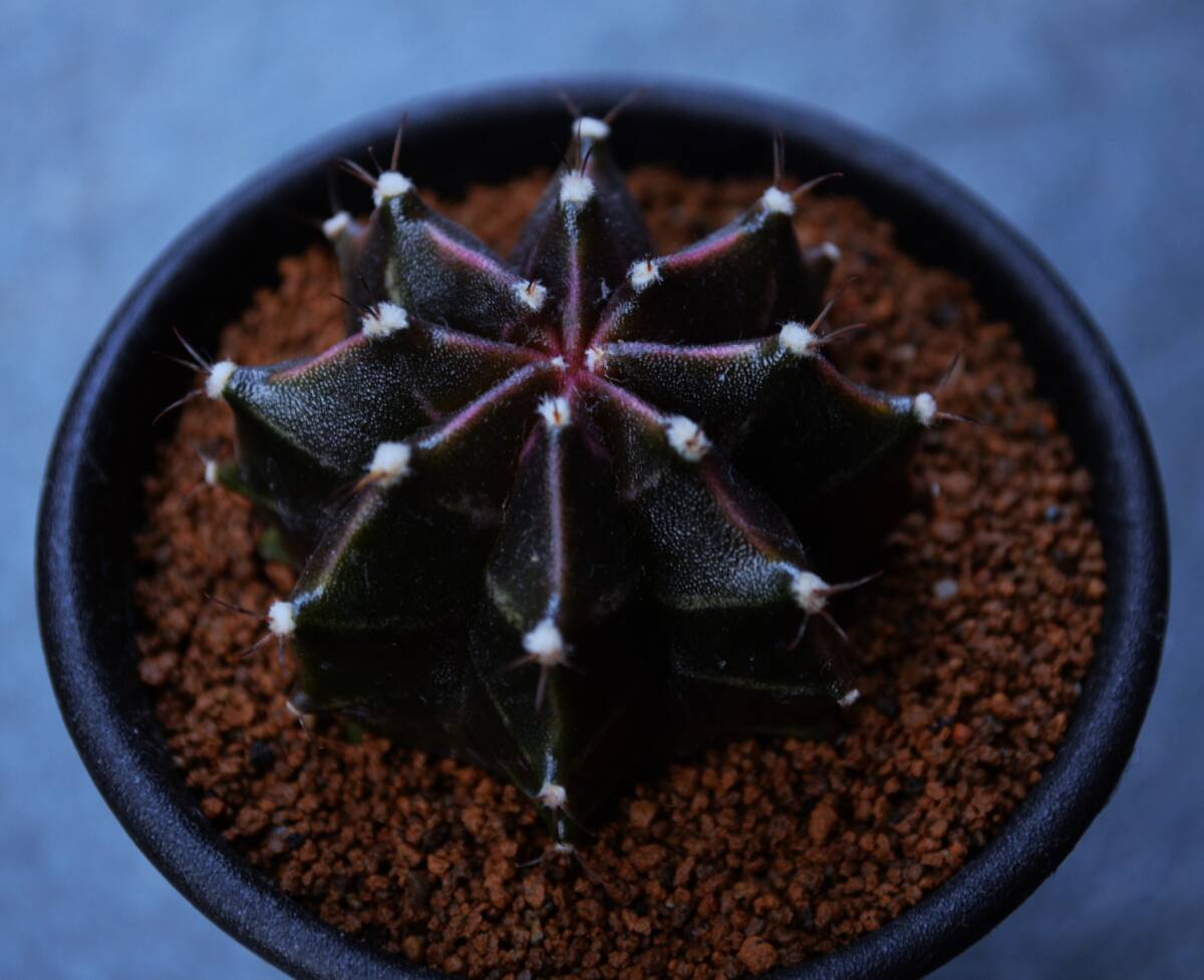 ★多肉植物★サボテン★ギムノカリキウム【Gymnocalycium mihanovichii var.friedrichii】国内実生・緋牡丹錦・2.5号・Φ4.4・現品_画像5