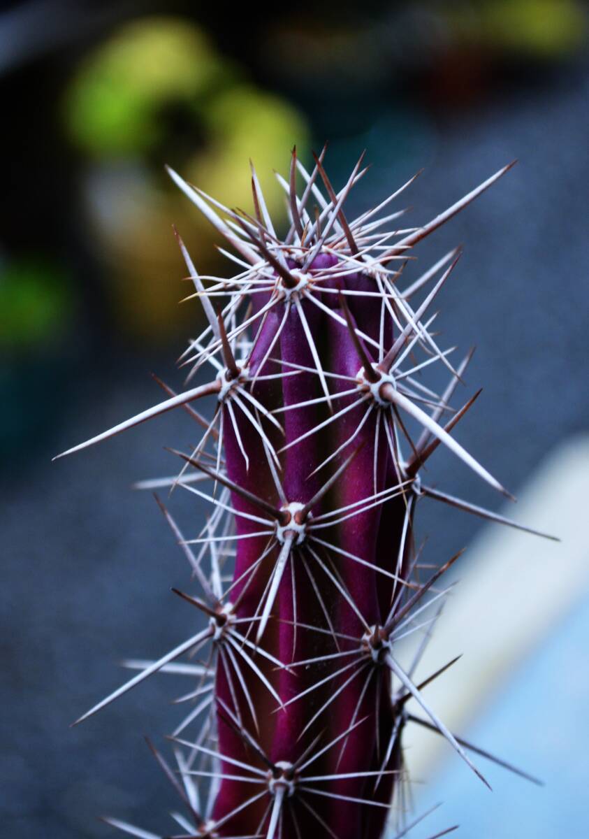 ★多肉植物★サボテン★【Rathbunia alamosensis /octopus cactus】和名：【魔境】4.0号・発根済・超希少・全高34ｃｍ・土上23ｃｍ・現品の画像4