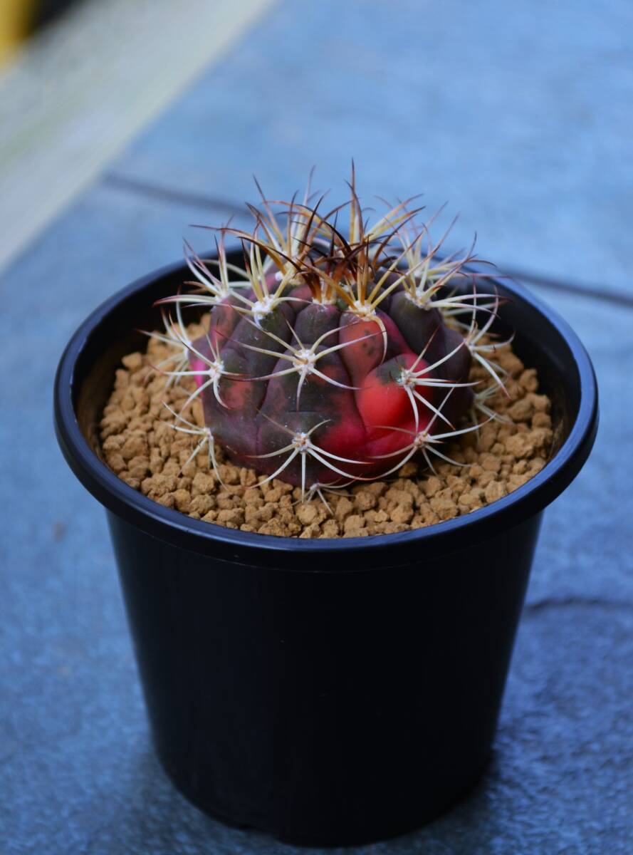 ★多肉植物★サボテン★ギムノカリキウム【Gymnocalycium pflanzii var.albipulpa f.variegata】天紫丸錦/実生・特赤A・3.0号・Φ4.8・現品_画像4