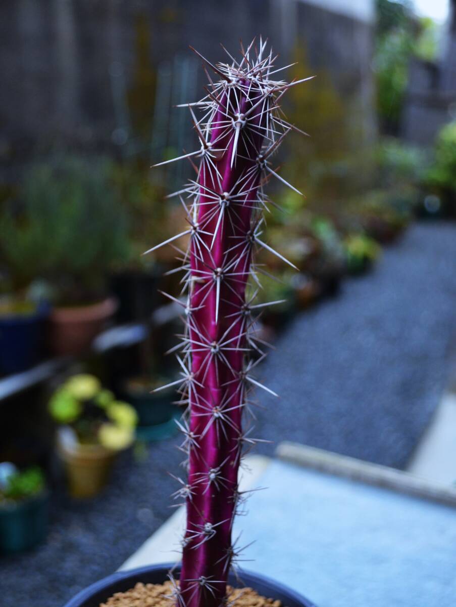 ★多肉植物★サボテン★【Rathbunia alamosensis /octopus cactus】和名：【魔境】4.0号・発根済・超希少・全高34ｃｍ・土上23ｃｍ・現品の画像7