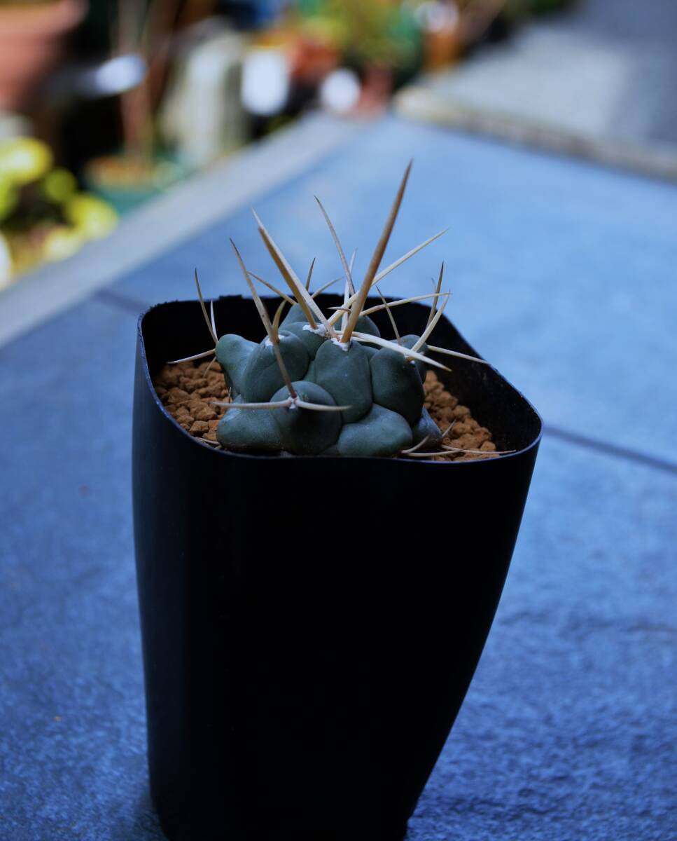 ★多肉植物★サボテン★テロカクタス【Thelocactus hexaedrophorus v.lloydii】超長強白刺/鶴武者・実生・2.5号スリット・Φ4.4・現品の画像6