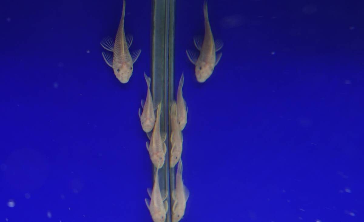 ブルーアイアルビノブッシープレコ　国産ブリード　若魚　5匹セット　約3から5㎝前後　②_画像5