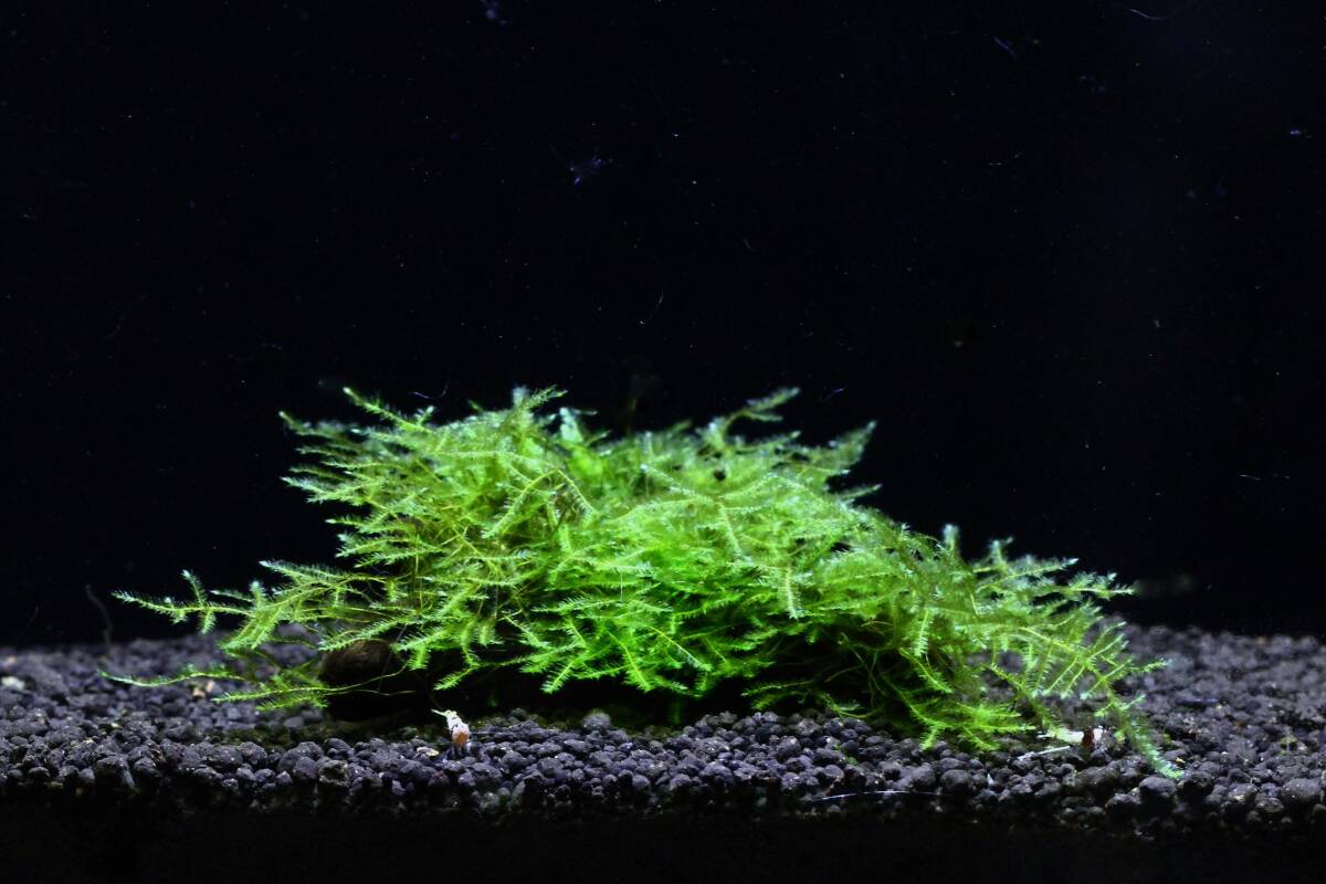 [ водоросли . небо .][ редкость вид ][ красивый (^^)/] Samurai Moss коряга!!!