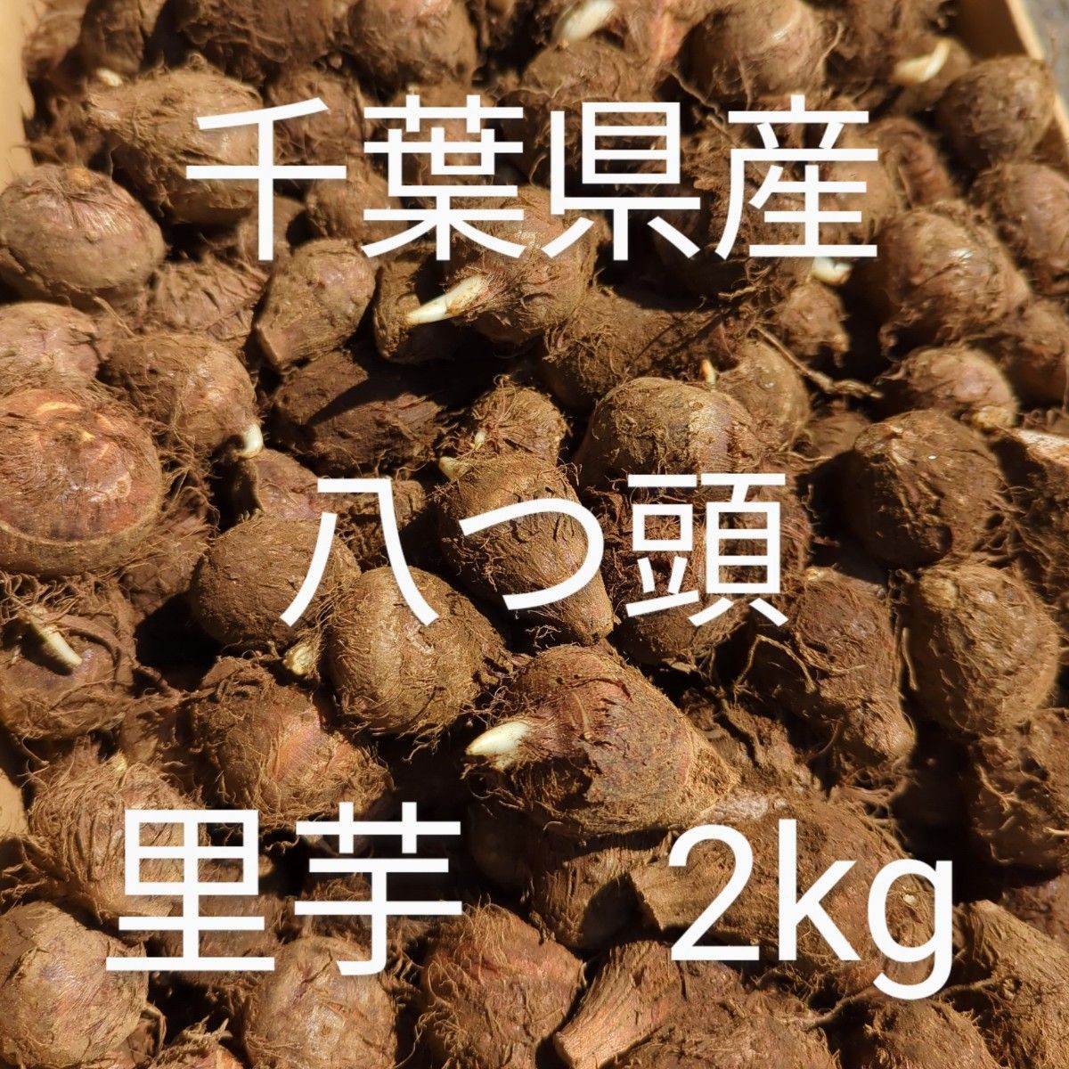 千葉県産 八つ頭 里芋 種芋 Sサイズ 2kg|Yahoo!フリマ(旧 千葉県産 八つ頭 里芋 種芋 Sサイズ 2kg|Yahoo!フリマ(旧