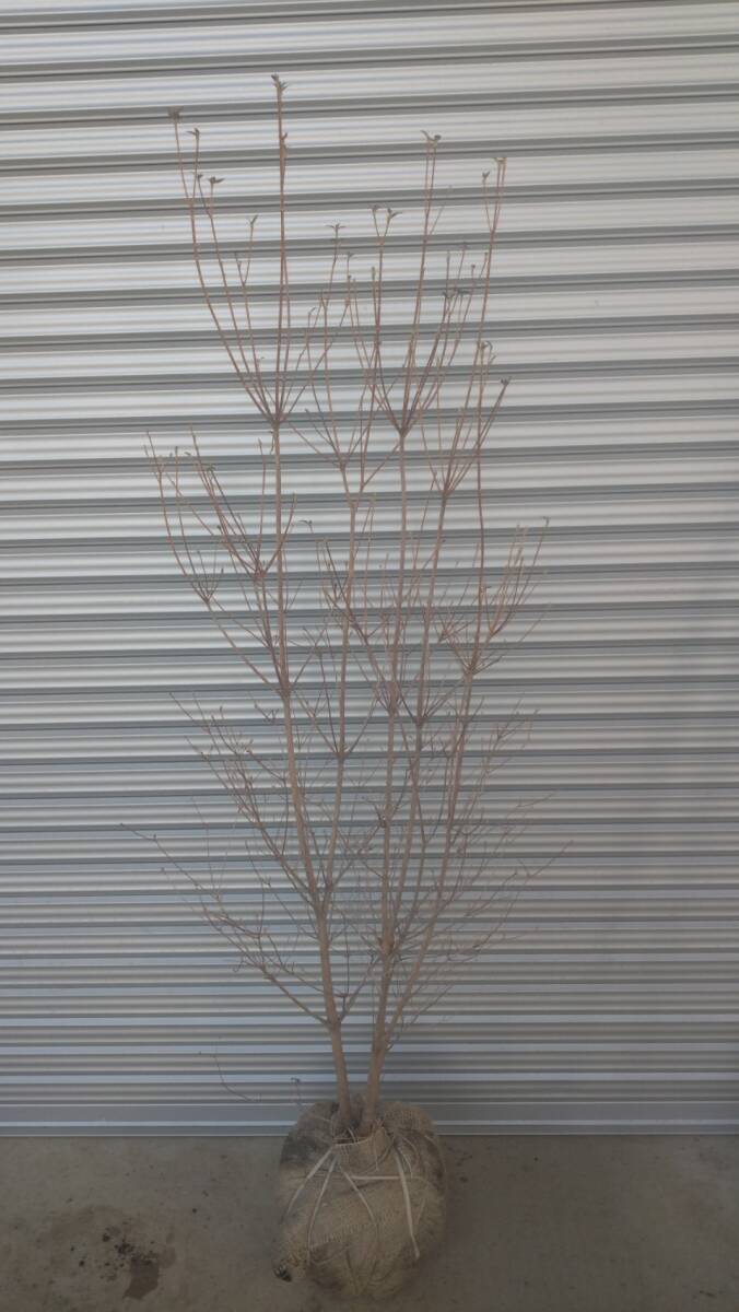  deciduous tree Mitsuba azalea 180cm rank * receipt welcome * vicinity only delivery possibility *( separate charge ) Saitama prefecture day height city .. exhibition 