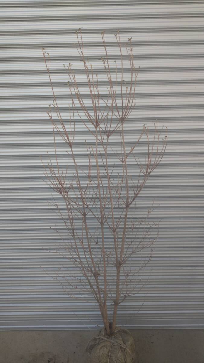  deciduous tree Mitsuba azalea 180cm rank * receipt welcome * vicinity only delivery possibility *( separate charge ) Saitama prefecture day height city .. exhibition 