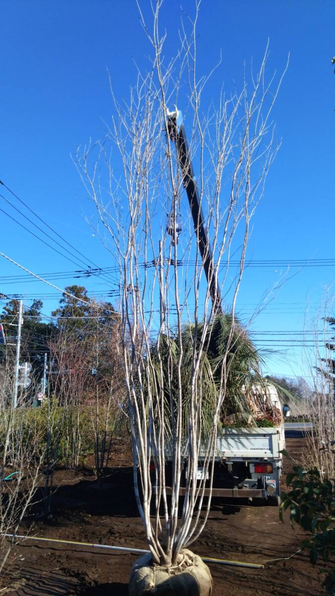  deciduous tree great popularity mountain taking . fraxinus lanuginosa stock . large stock 5.2m rank * receipt limitation (pick up) vicinity only delivery possibility *( separate charge ) Saitama prefecture day height city .. exhibition 
