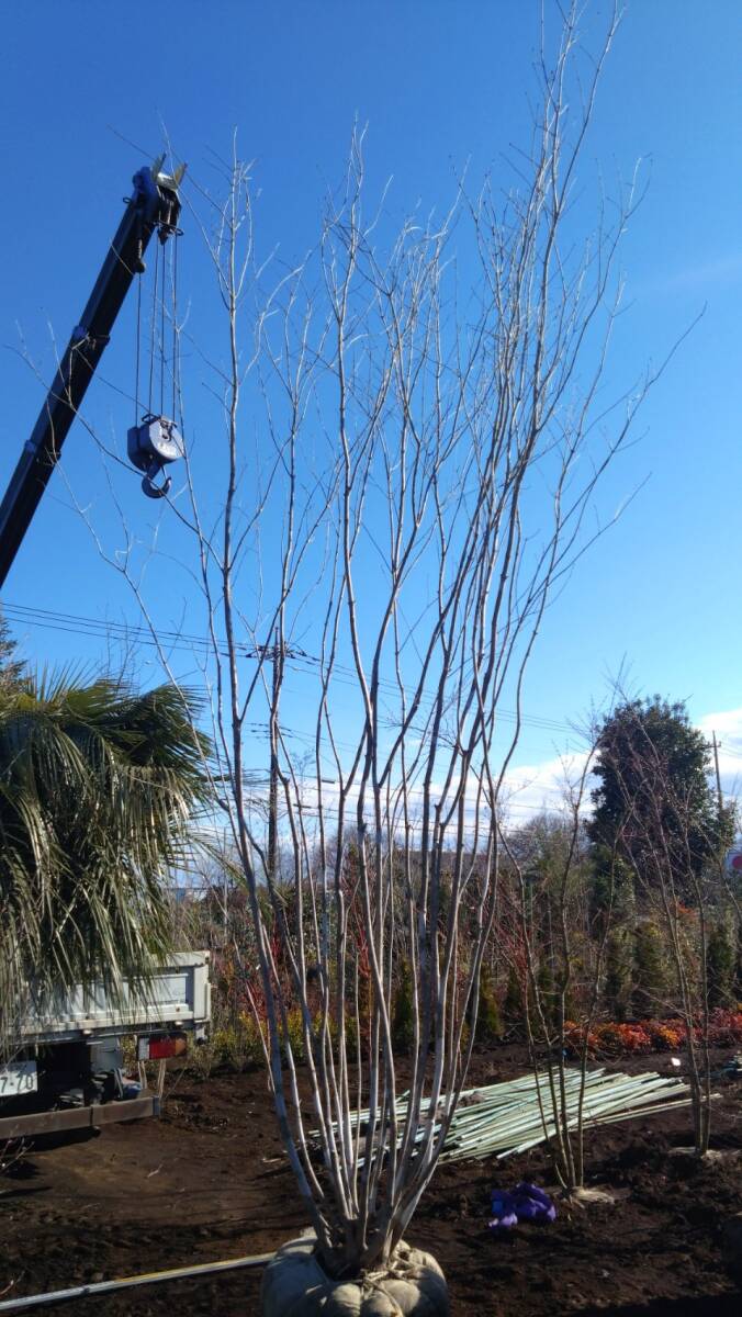  deciduous tree great popularity mountain taking . fraxinus lanuginosa stock . large stock 5.2m rank * receipt limitation (pick up) vicinity only delivery possibility *( separate charge ) Saitama prefecture day height city .. exhibition 