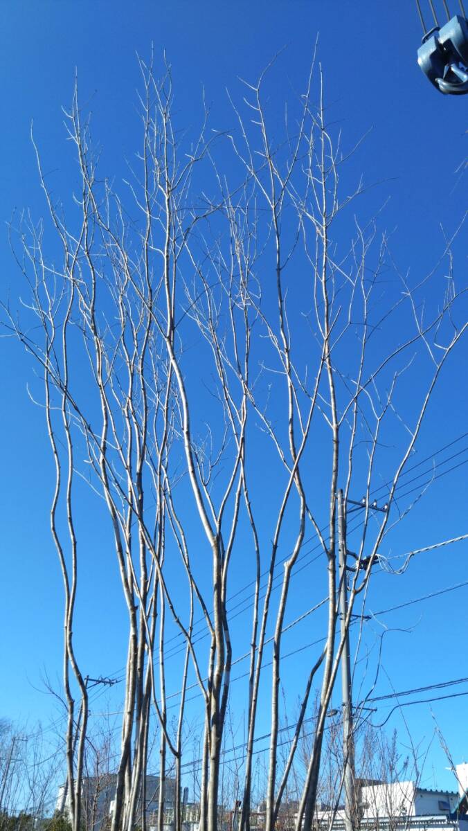  deciduous tree great popularity mountain taking . fraxinus lanuginosa stock . large stock 5.2m rank * receipt limitation (pick up) vicinity only delivery possibility *( separate charge ) Saitama prefecture day height city .. exhibition 