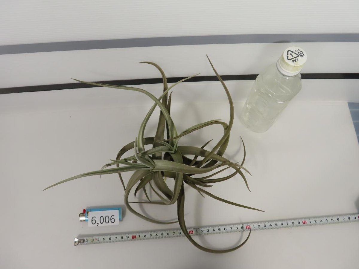 6006 「エアプランツ」tillandsia paleacea ×lotteae 抜き苗【希少・美株・チランジア】の画像2