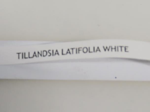 6007 「エアプランツ」tillandsia latifolia white 抜き苗【・希少・美株・チランジア】_画像7