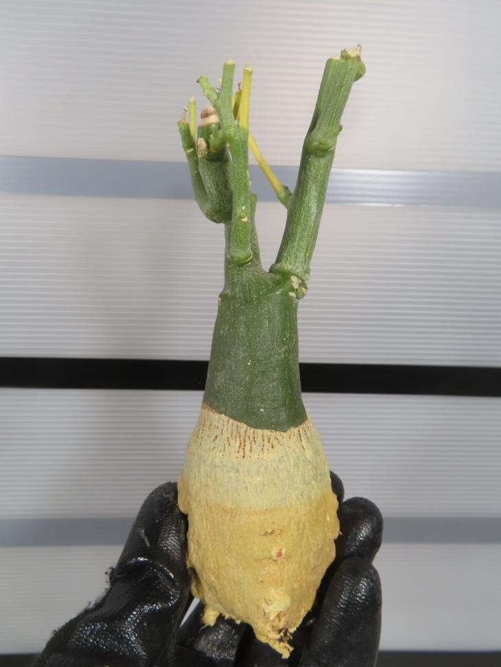 7071 「塊根植物」アデニア フルチコーサ 抜き苗【最新到着・多肉植物・Adenia fruticosa・フルティコーサ】の画像1