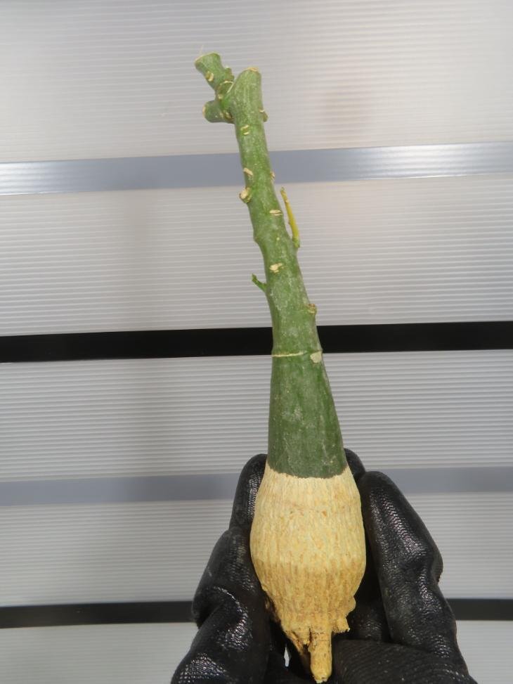 7069 「塊根植物」アデニア フルチコーサ 抜き苗【最新到着・多肉植物・Adenia fruticosa・フルティコーサ】の画像8