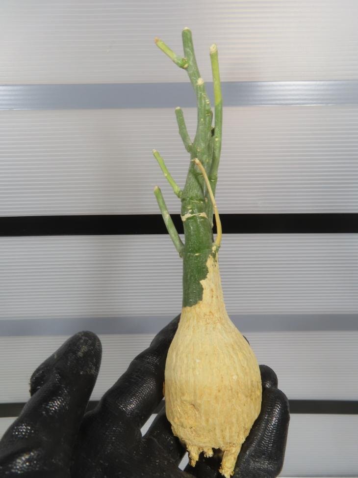 7077 「塊根植物」アデニア フルチコーサ 抜き苗【最新到着・多肉植物・Adenia fruticosa・フルティコーサ】の画像7