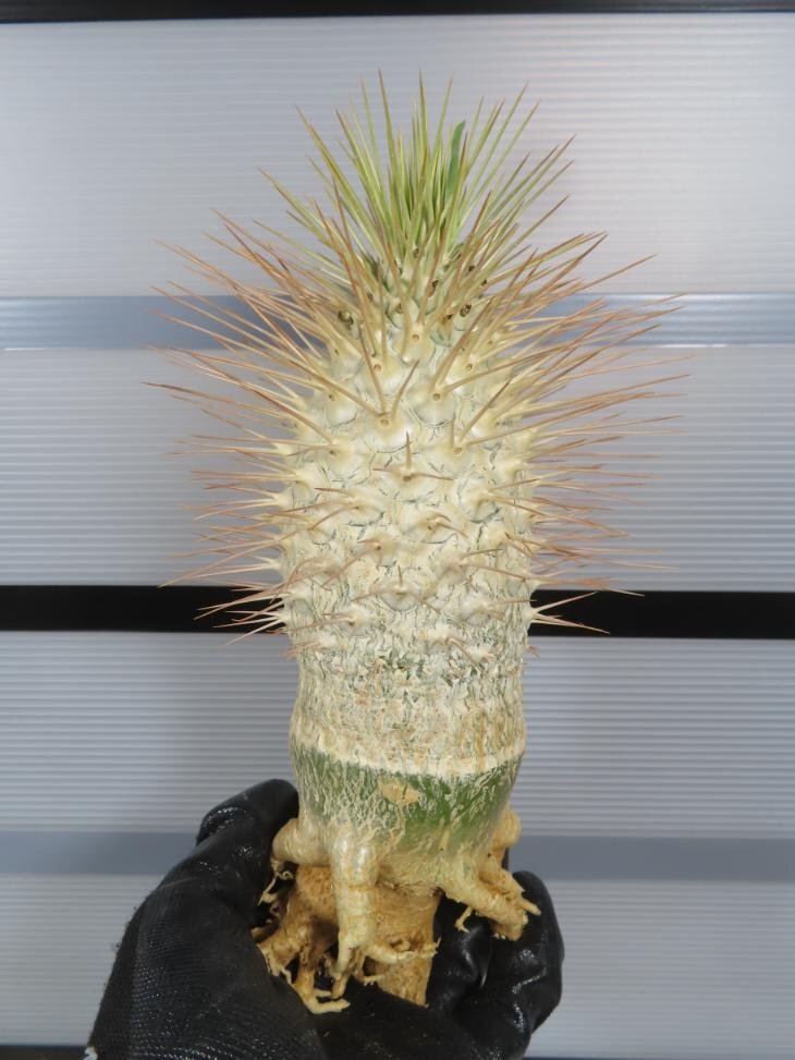 7043 「塊根植物」パキポディウム ナマクアナム大 抜き苗【最新到着・接ぎ木・Pachypodium namaquanum・光堂】_画像7