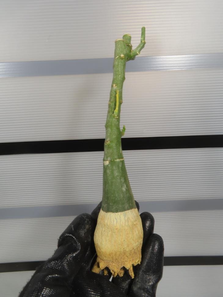 7069 「塊根植物」アデニア フルチコーサ 抜き苗【最新到着・多肉植物・Adenia fruticosa・フルティコーサ】の画像7