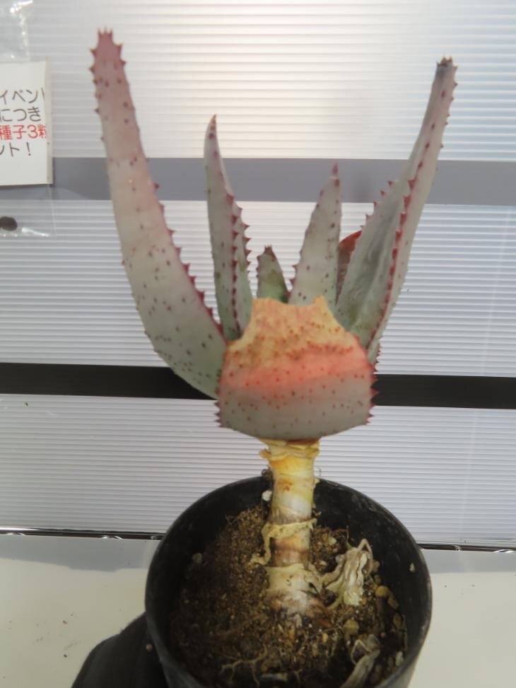 8567 「実生」アロエ ラエタ【種から発芽・発根・Aloe laeta・美株・多肉植物・購入でパキプス種子プレゼント】の画像8