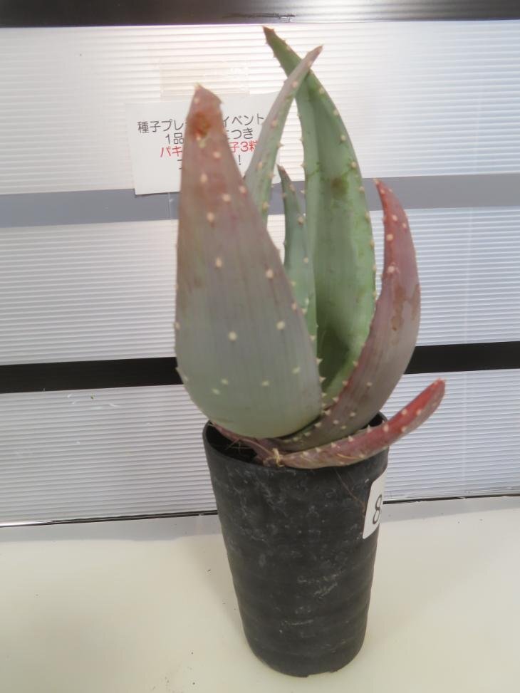 8565 「実生」アロエ　コンプトニー【種から発芽・発根・Aloe・美株・多肉植物・購入でパキプス種子プレゼント】_画像5