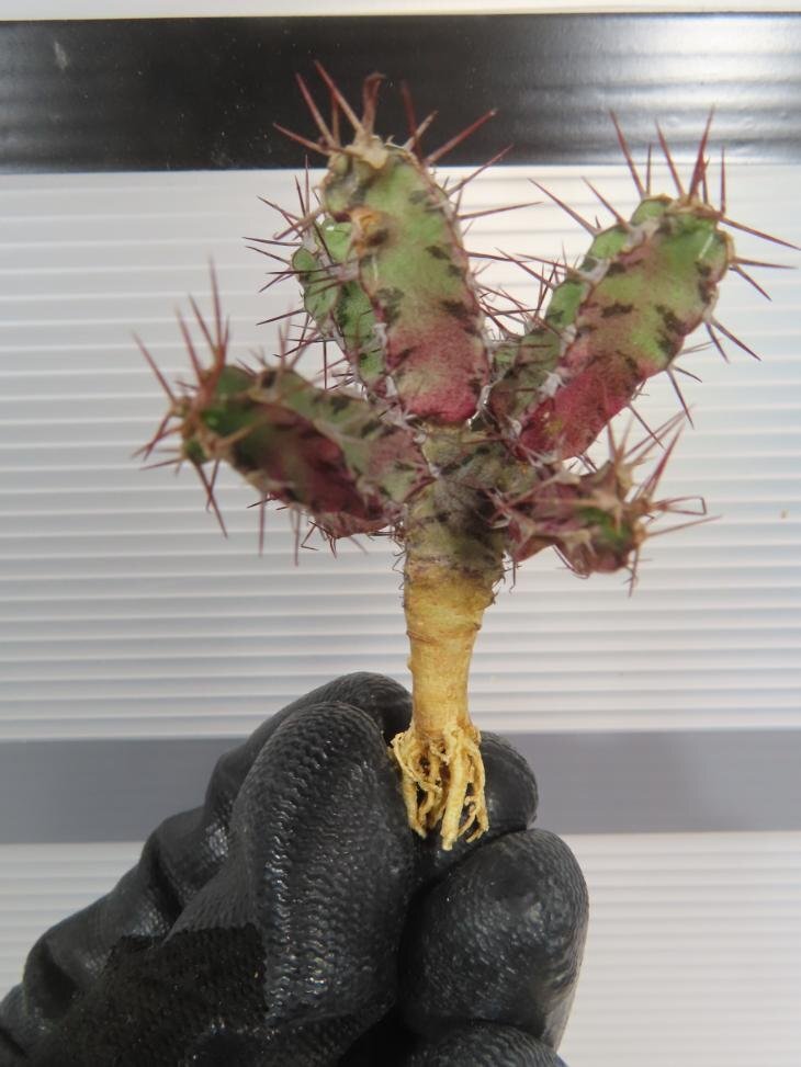 8523 「多肉植物」ユーフォルビア リデンブルゲンシス 抜き苗【最新・Euphorbia lydenburgensis・購入でパキプス種子プレゼント】_画像8