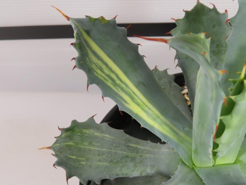 8095 「多肉植物I」アガベ チタノタ イシスメンシス 兜蟹錦 斑入り【Agave isthmensis・購入でパキプス種子プレゼント】の画像7