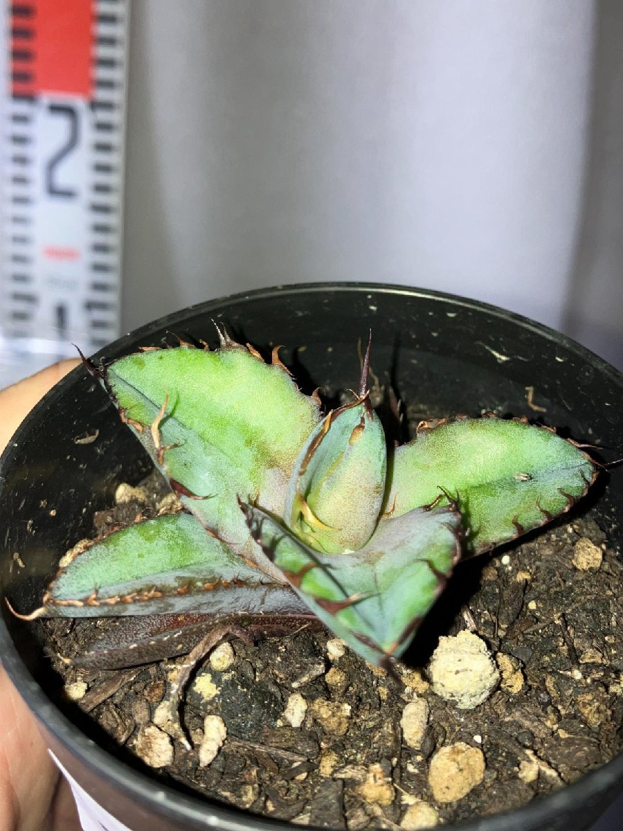 2738 「高級品種】アガベ チタノタ 藍鯨 植え【発根・超厳選極上子株・Agave titanota・購入でパキプス種子プレゼント】_画像2