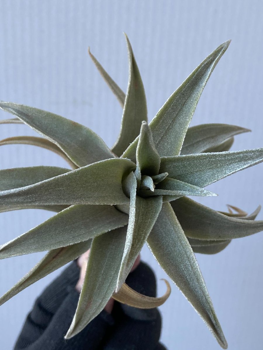 2372 「エアプランツ」tillandsia Latifolia silver 抜き苗【希少・美株・チランジア・購入でパキプス種子プレゼント】_画像8