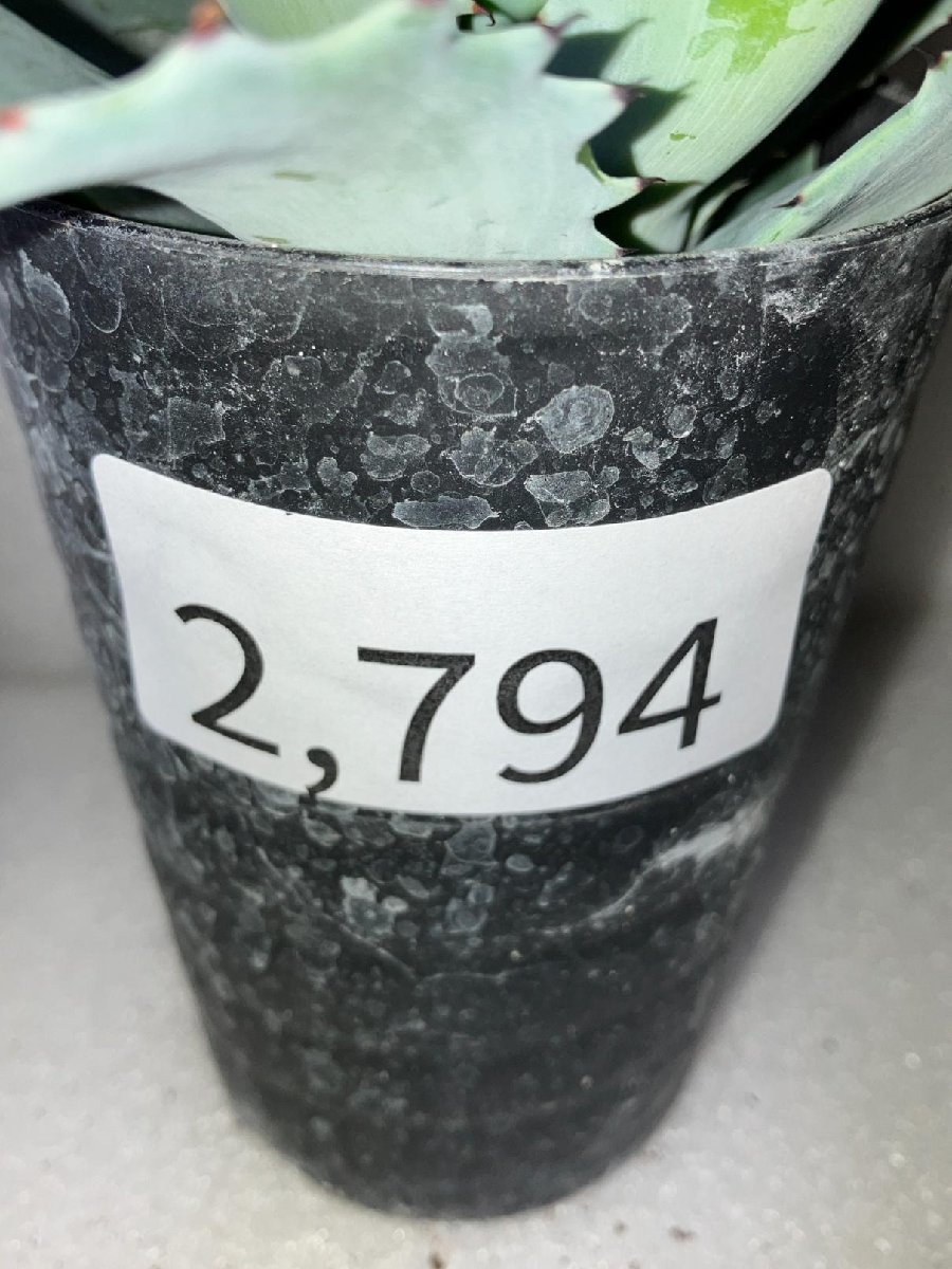 2794 「多肉植物」アガベ ポタトラム “スポーン” 植え【発根・リュウゼツラン・ Agave potatorum “spawn”】_画像7