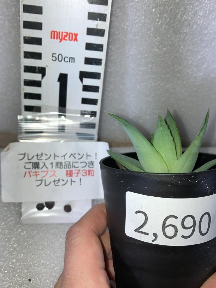 2690 「多肉植物」アロエ ポリフィラ【実生・Aloe polyphylla・多肉植物・発根・購入でパキプス種子プレゼント】_画像7