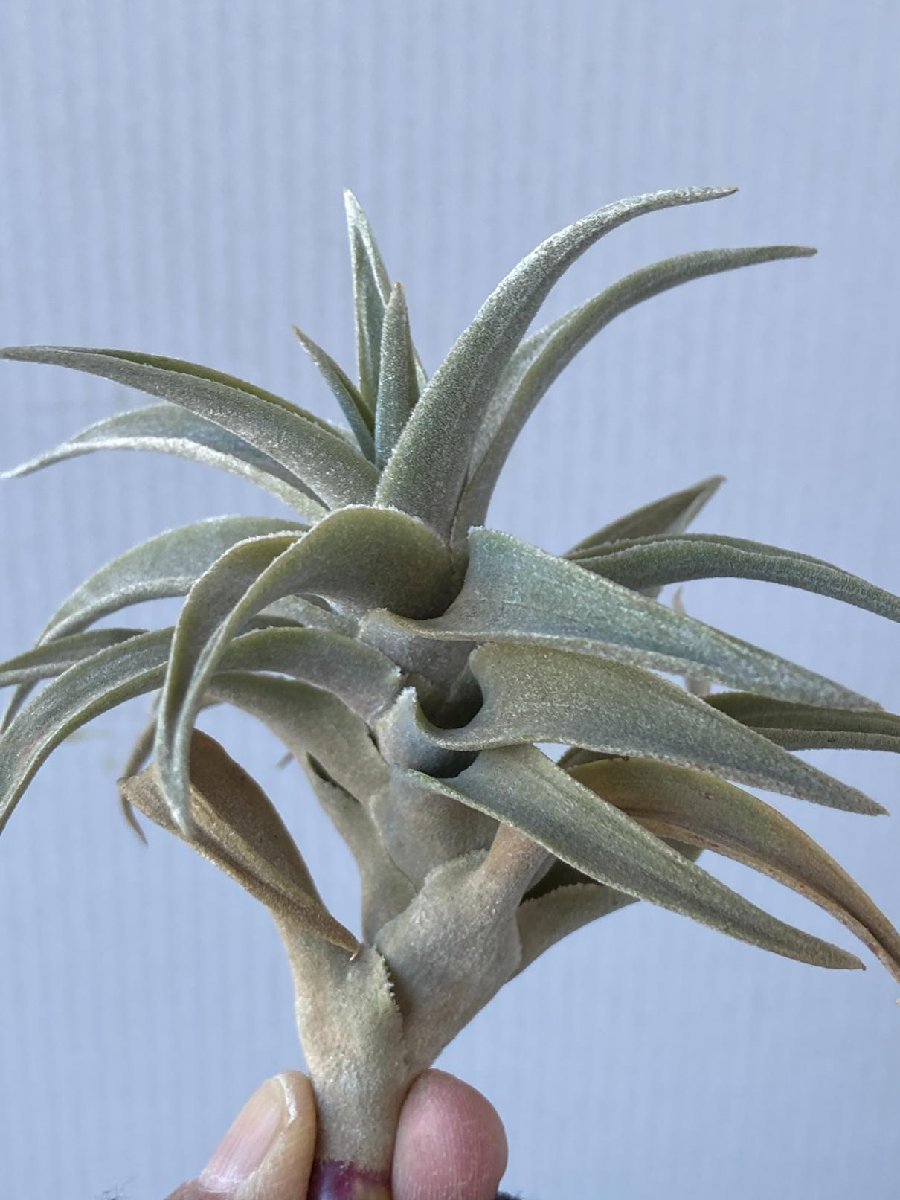 2372 「エアプランツ」tillandsia Latifolia silver 抜き苗【希少・美株・チランジア・購入でパキプス種子プレゼント】_画像3