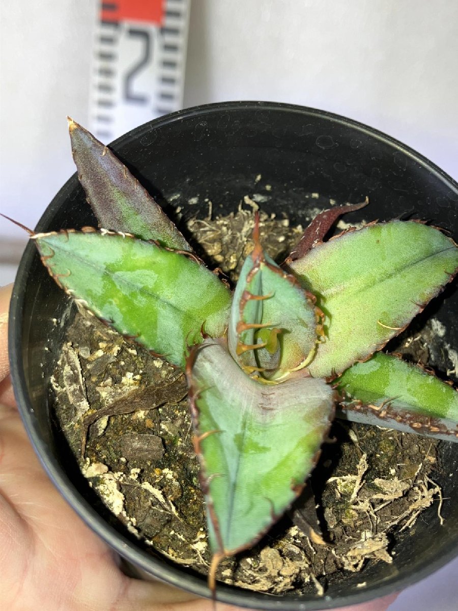 2741 「高級品種】アガベ チタノタ 藍鯨 植え【発根・超厳選極上子株・Agave titanota・購入でパキプス種子プレゼント】_画像4