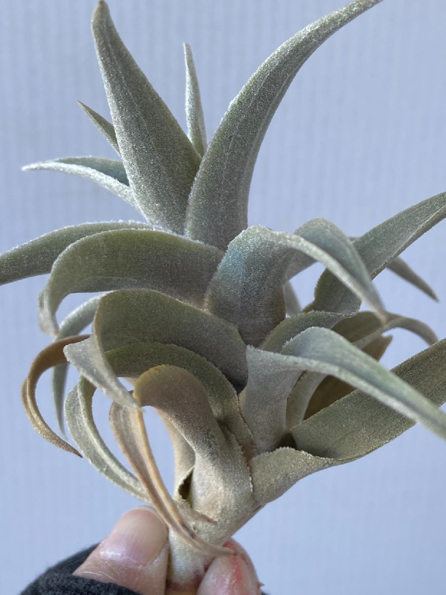 2372 「エアプランツ」tillandsia Latifolia silver 抜き苗【希少・美株・チランジア・購入でパキプス種子プレゼント】_画像4