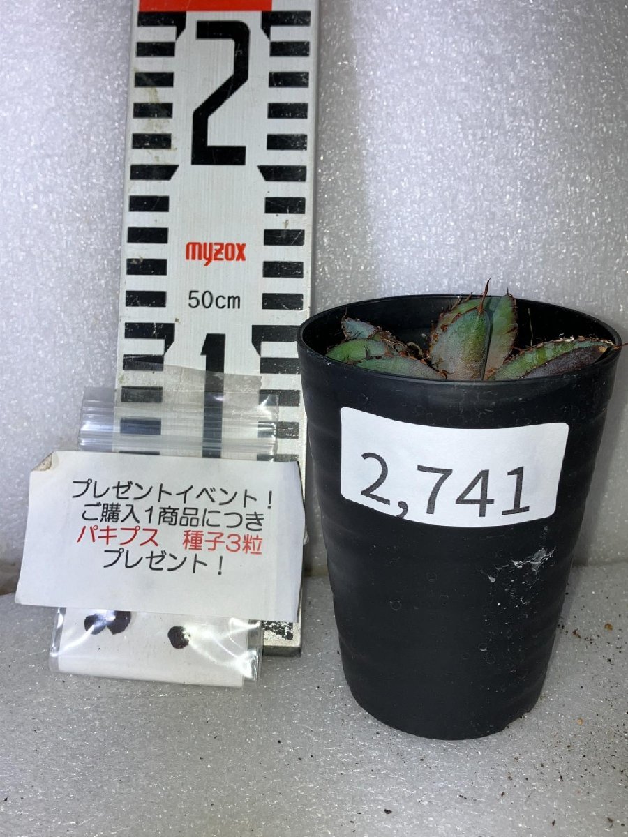 2741 「高級品種】アガベ チタノタ 藍鯨 植え【発根・超厳選極上子株・Agave titanota・購入でパキプス種子プレゼント】_画像6