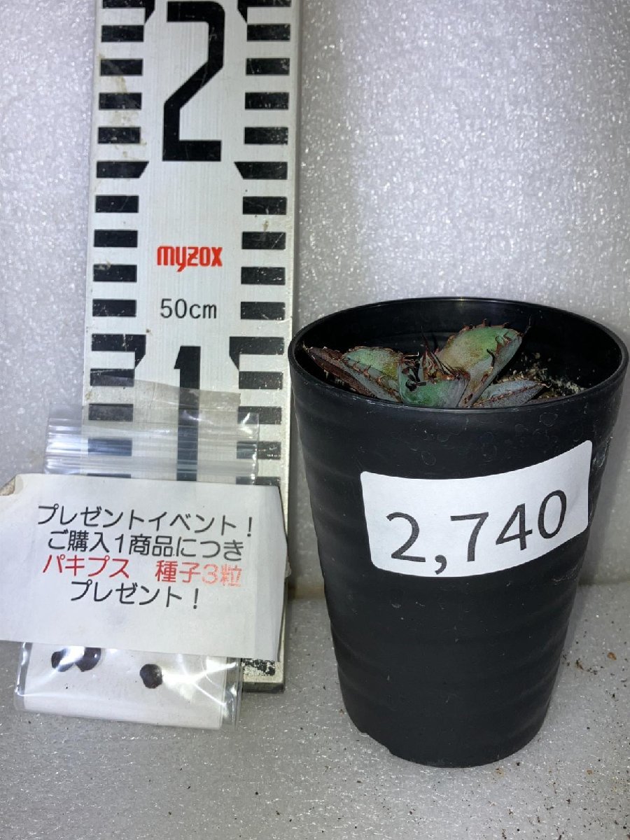 2740 「高級品種】アガベ チタノタ 藍鯨 植え【発根・超厳選極上子株・Agave titanota・購入でパキプス種子プレゼント】_画像6