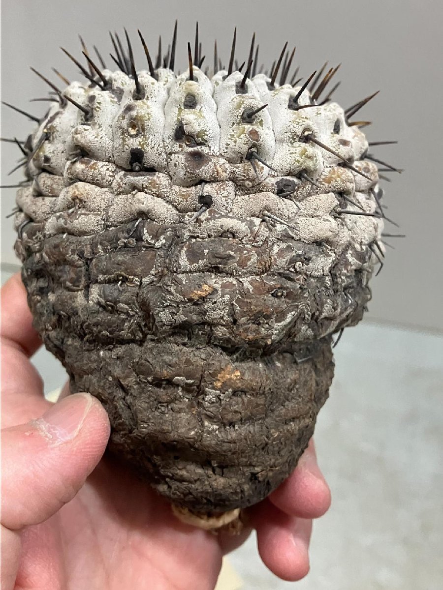 2117 「サボテン」コピアポア コルムナアルバ 抜き苗【多肉植物・Copiapoa columna-alba・希少株・購入でパキプス種子プレゼント】_画像4