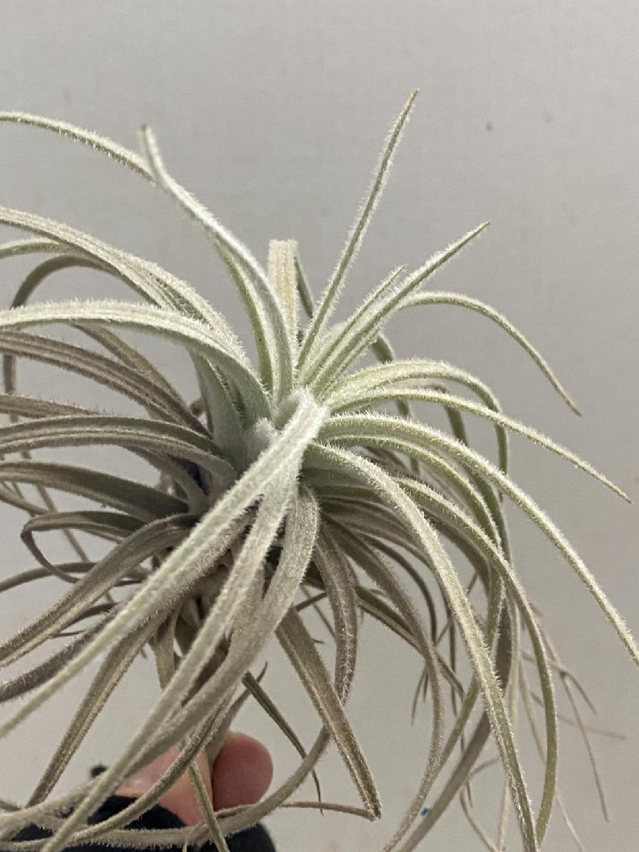 4426 「エアプランツ」tillandsia tectorum centro 抜き苗【・希少・美株・チランジア】_画像1